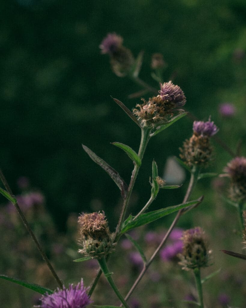 Retro lens example 4